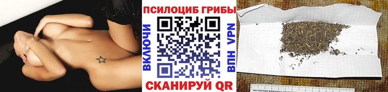 Псилоцибиновые грибы Cubensis купить наркоту mega рабочий сайт Анива